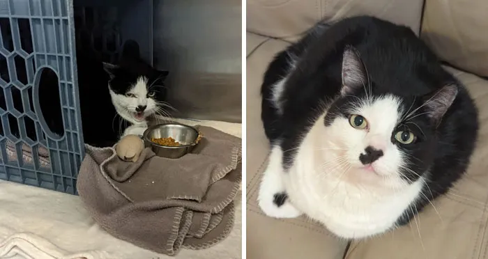 Before vs. After Adoption