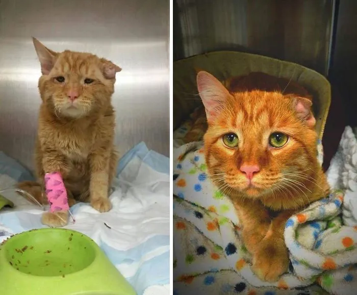 Before and after photos show a rescued pet, an orange cat with a bandaged leg, then healthy and cozy, a touching pet transformation.