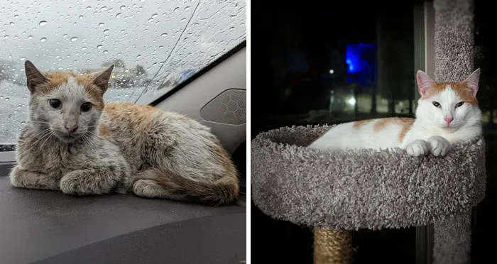 Before and after photos show a scruffy, sad rescued pet cat on a car dashboard, then a well-groomed cat on a cat tree.