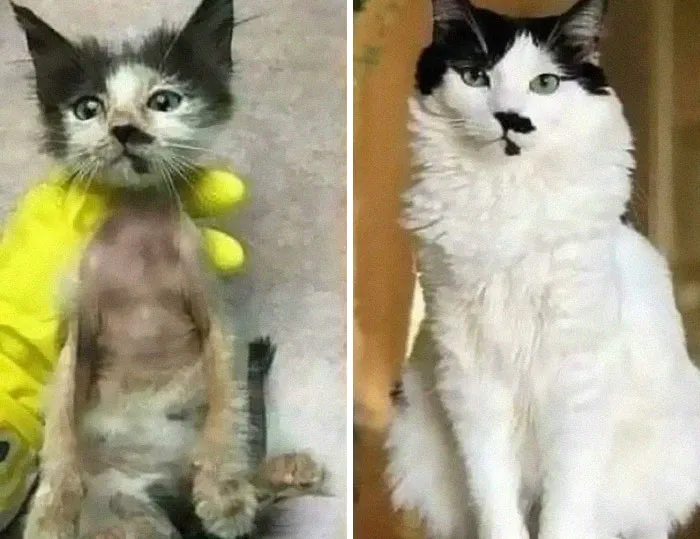 This Is What Rescue Means