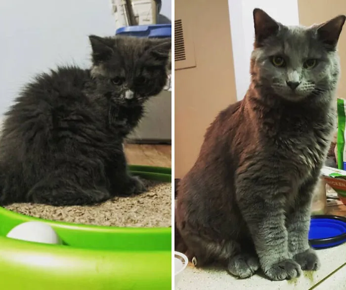 Before and after photo of a rescued pet, a small, fluffy grey kitten grown into a large, healthy grey cat.