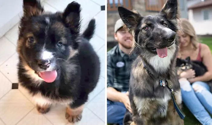 Brodie Was Brought Into The Shelter After His Mom Attacked Him. Now He's A Qualified Therapy Dog For People With Disabilities