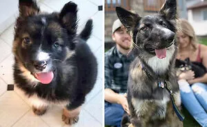 127 Pets Who Barely Look Like The Same Animals After Finding Loving Homes