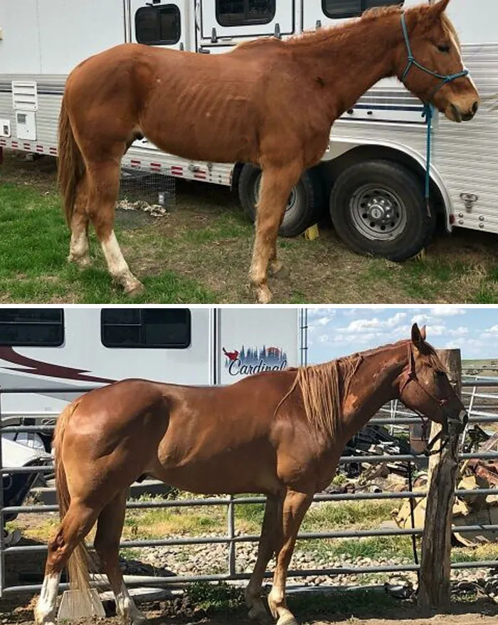 I Was Told This Group Will Love Fergus. These Pictures Were Taken 3.5 Months Apart. The Top Is The Day I Got Him, The Bottom Is Now