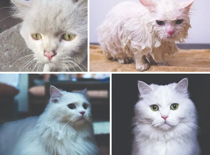 Before and after photos of a white rescued cat, initially dirty and wet, then clean with beautiful green eyes.