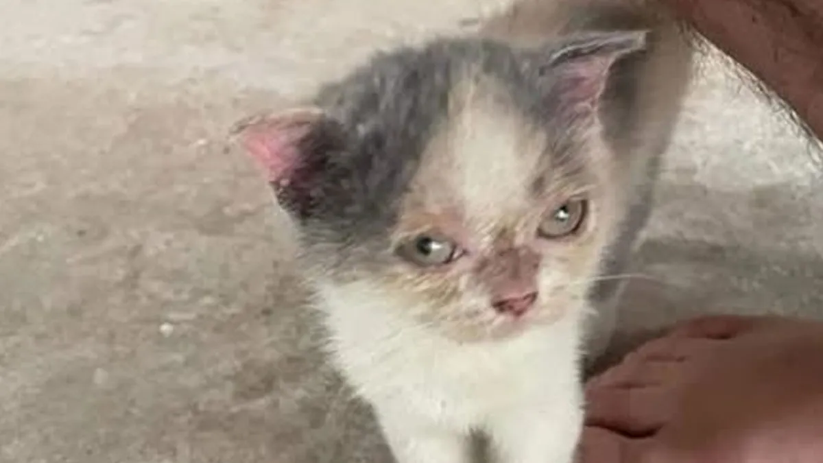 127 Pets Who Barely Look Like The Same Animals After Finding Loving Homes