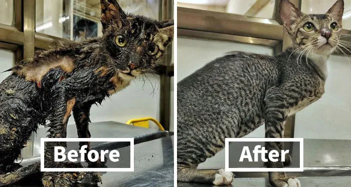 127 Pets Who Barely Look Like The Same Animals After Finding Loving Homes