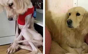 127 Pets Who Barely Look Like The Same Animals After Finding Loving Homes