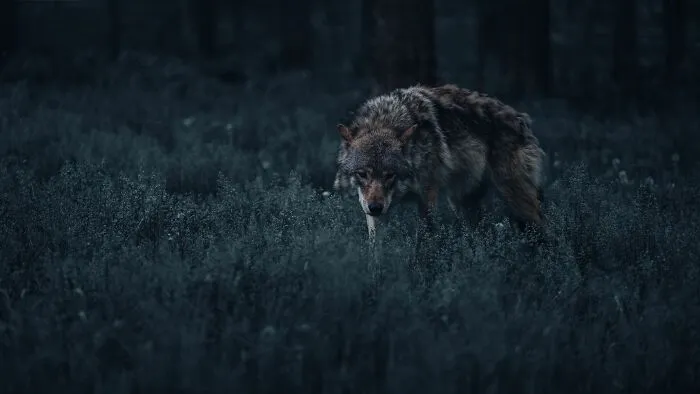“Creeps Me Out”: 58 People Reveal The North American Folklore That Still Gives Them Chills