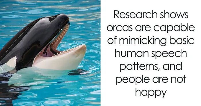 Eerie Recording Of Orcas Mimicking Human Speech Surfaces And Causes Discomfort