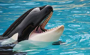 Eerie Recording Of Orcas Mimicking Human Speech Surfaces And Causes Discomfort