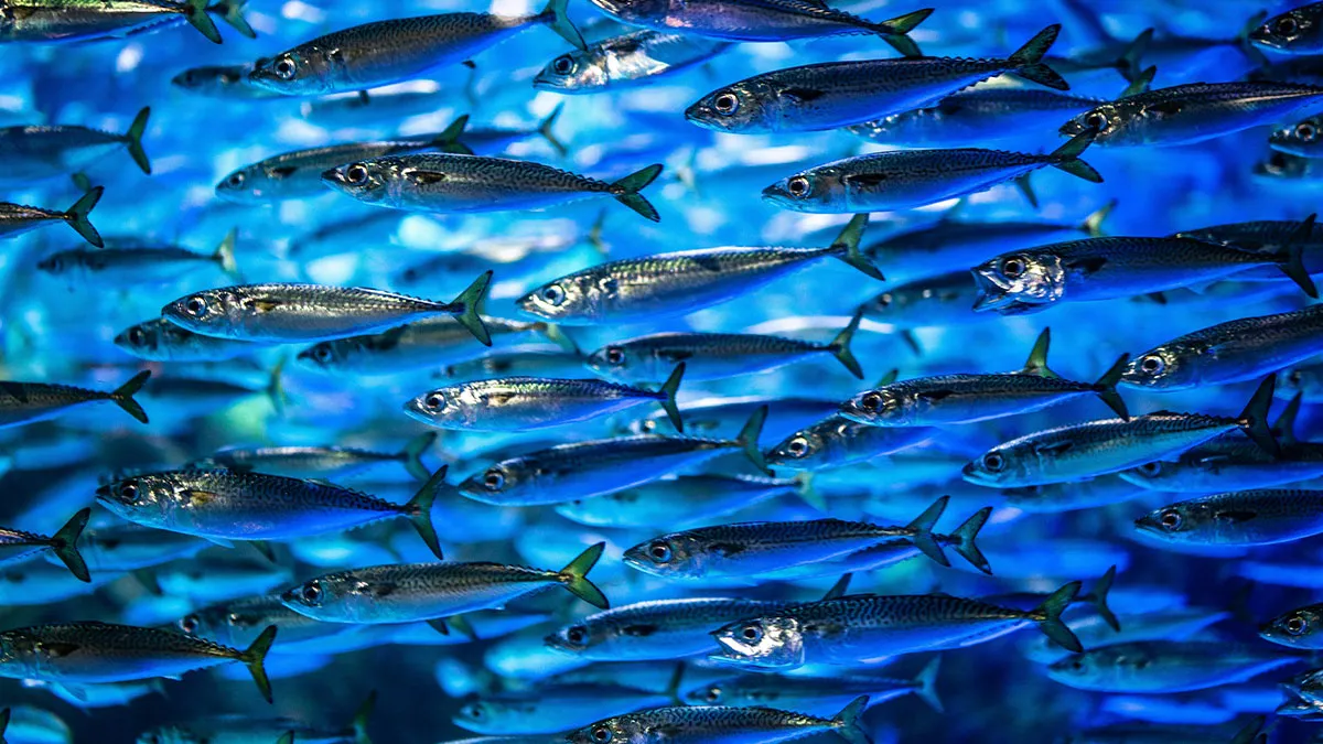 Turns Out You Can Lose Weight Eating Only Sardines, Turns Out That's Not The Win It Sounds Like