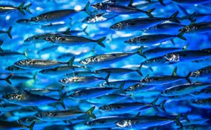 Turns Out You Can Lose Weight Eating Only Sardines, Turns Out That's Not The Win It Sounds Like