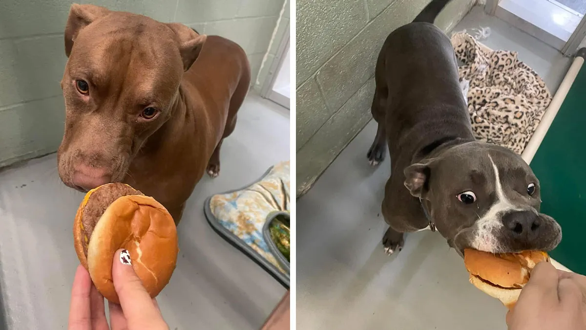 This Shelter Treats Its Dogs To Hamburgers, And Here Are 44 Pics Showing Their Reactions