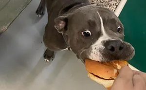 44 Photos Of Shelter Dogs Reacting To A Special Hamburger Treat
