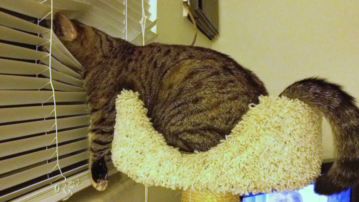 77 Confusing "Cats Out Of Context" Photos That Somehow Get Funnier The Longer You Look