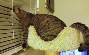 77 Confusing "Cats Out Of Context" Photos That Somehow Get Funnier The Longer You Look