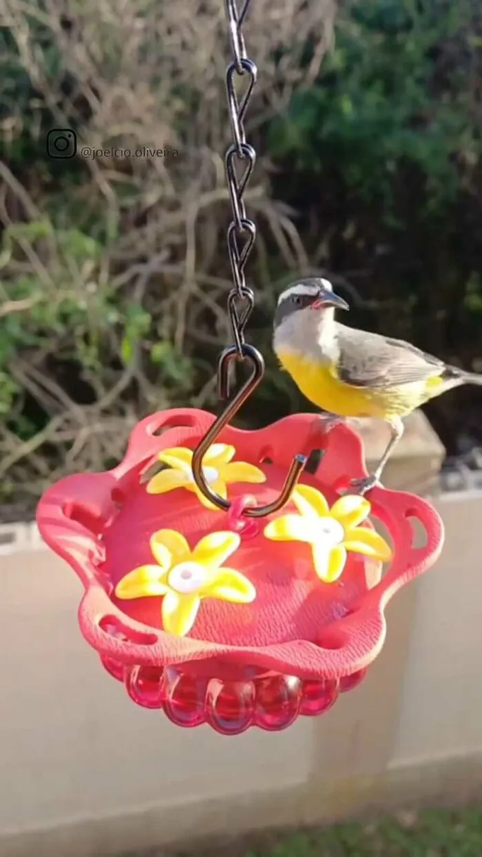 This Man Created A Little “Bird Canteen” By His Window, And 21 Photos Show Who Stopped By