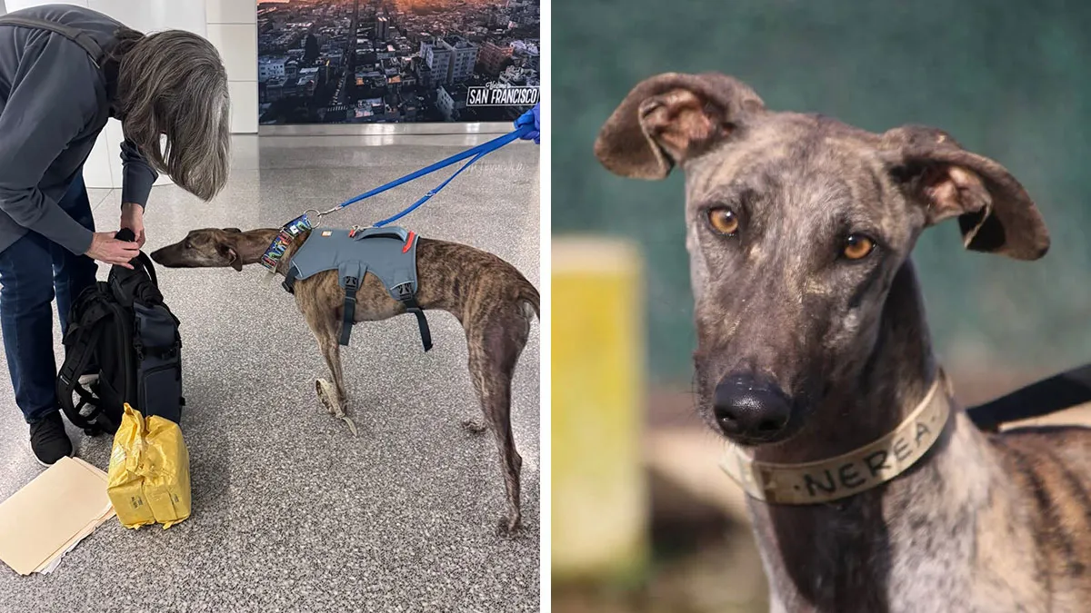 A Flight With 5 Rescued Spanish Galgos Inspired This Photographer’s Artistic Sighthound Photo Project