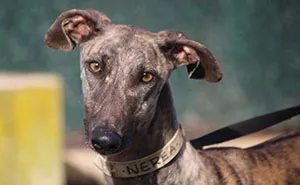A Flight With 5 Rescued Spanish Galgos Inspired This Photographer’s Artistic Sighthound Photo Project