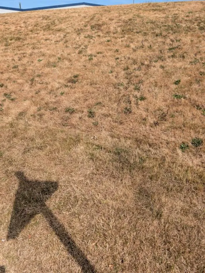Tell Me Again How Global Warming Isn't A Thing When Every Single Blade Of Grass In The UK Looks Like This