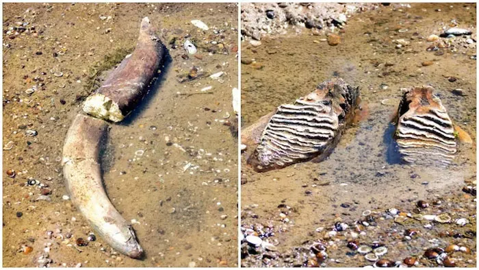 Ancient Mammoth Found Sitting At Bottom Of Danube As Heatwave Dries River Water