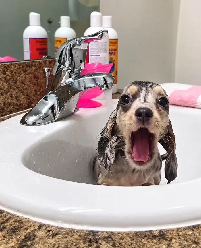 36 Pics Shared By ‘WeRateDogs’ That Show Pups Being Overly Dramatic About Bath Time