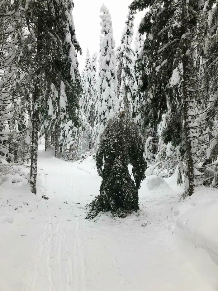 I Freaked Out A Little When I Met This While Cross Country Skiing