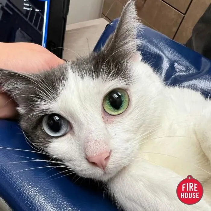 This Page Shared 45 Pics Of Cats Who Turned Routine Vet Visits Into Comedy