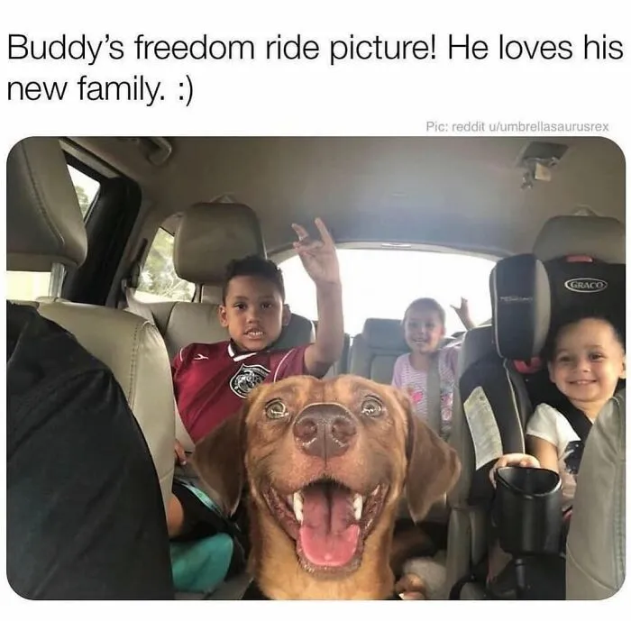 76 Funny Jokes Shared By The “Spicy Dog Memes” Page That Dog Owners Might Instantly Relate To