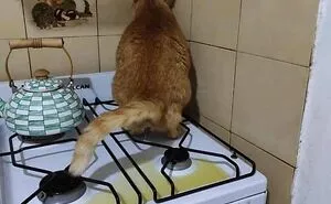 This Page Shared 51 Photos Of Silly Cats Doing Whatever They Want