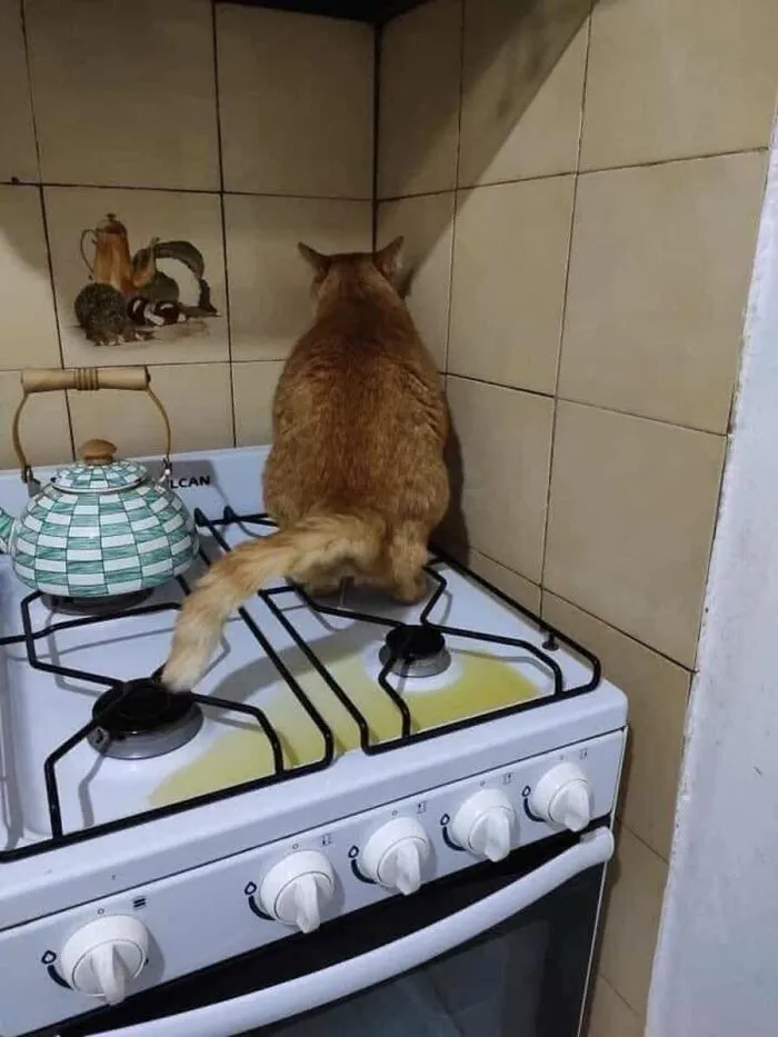 52 Cat Pics From “Meow World” That Prove Their Life Choices Make Perfect Sense To Them, And Them Only