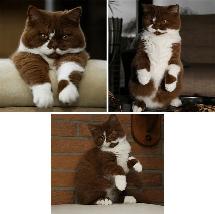 34 Funny And Wholesome Cat Pics Shared By This Page For Anyone Might Need A Dose Of Cuteness