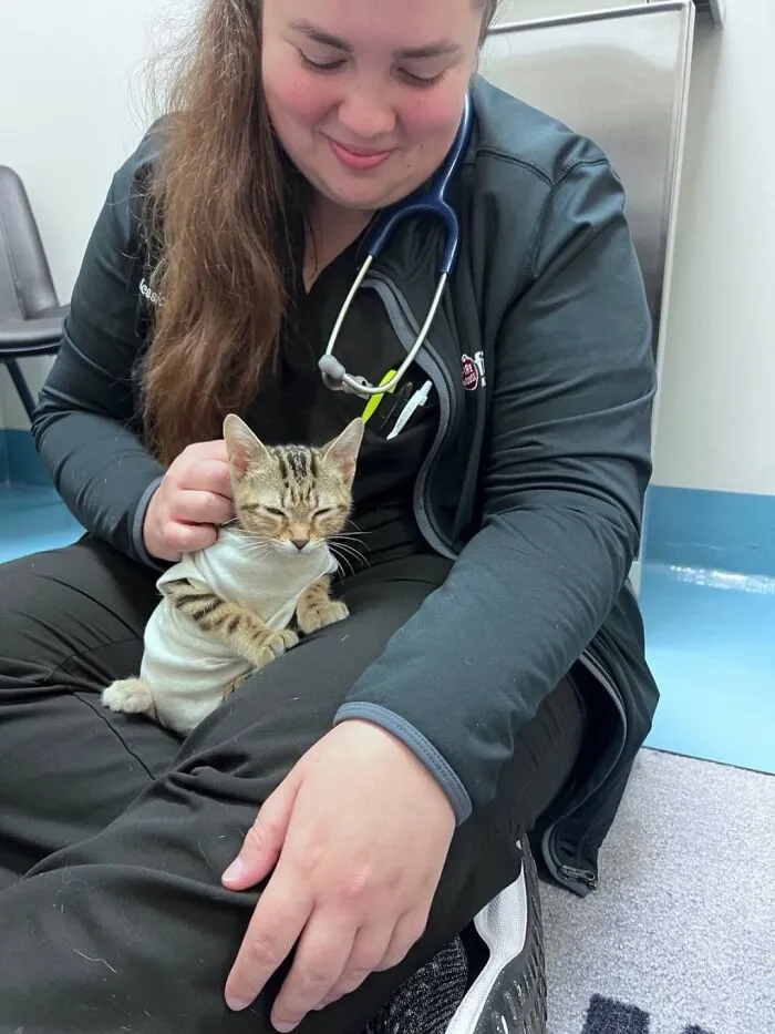 This Page Shared 45 Pics Of Cats Who Turned Routine Vet Visits Into Comedy