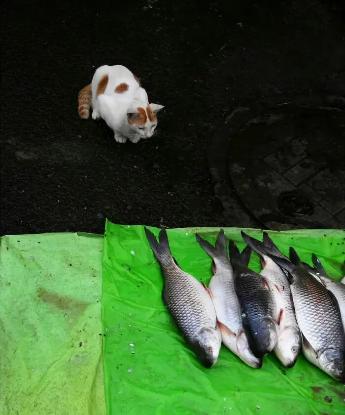 43 Unexpected Animal Encounters Captured By This Street Photographer