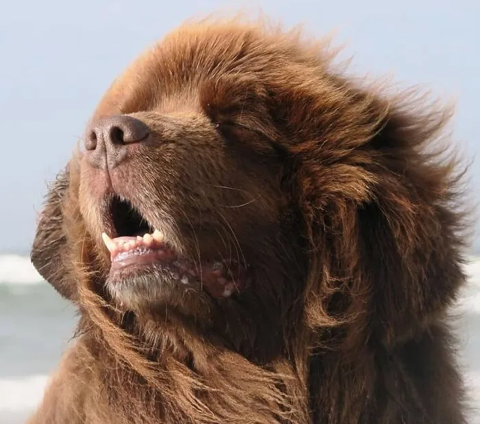 61 Derpy Dog Photos Shared By This Page That Prove Even The Cutest Pups Have Bad Angles