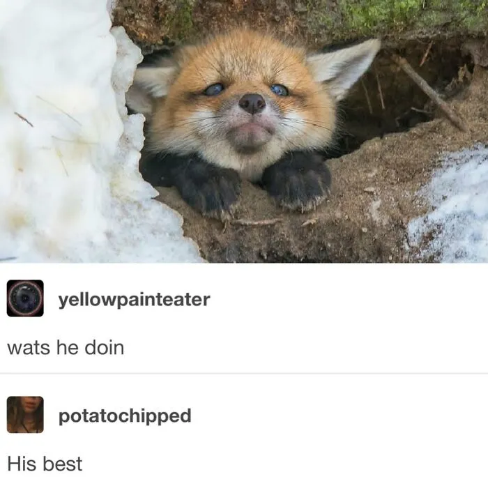 Social media screenshot showing a cute baby fox with the caption - His best, relatable funny millennial memes.