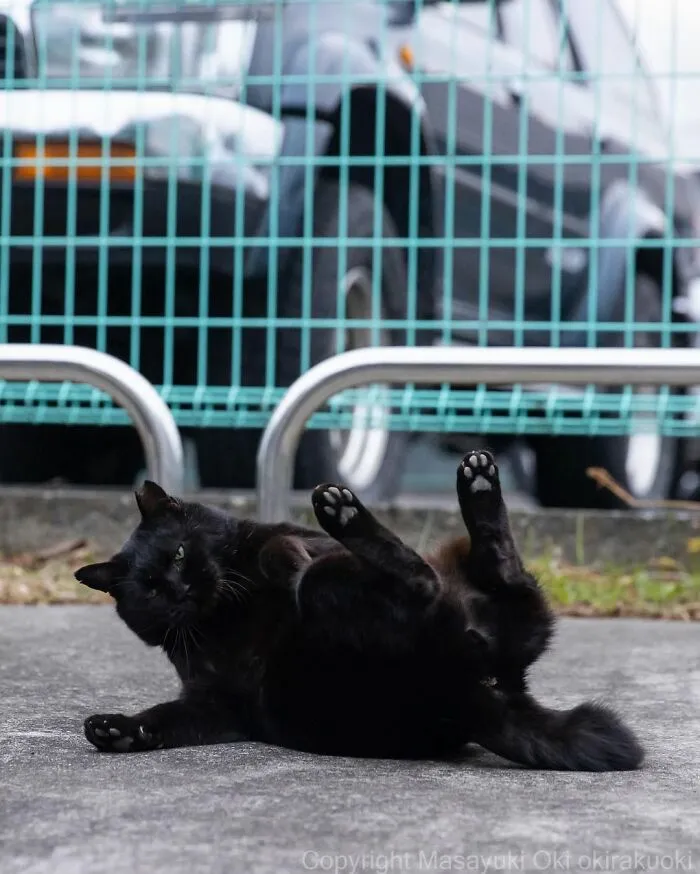 50 Black Cats Caught In Funny, Curious, And Unexpected Moments By Masayuki Oki