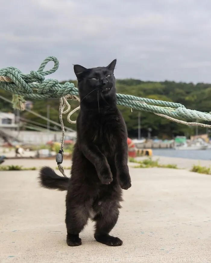 50 Black Cats Caught In Funny, Curious, And Unexpected Moments By Masayuki Oki