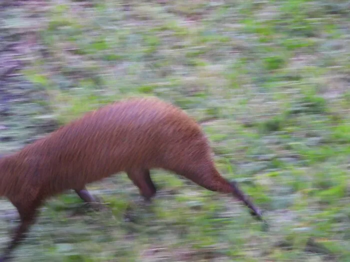Motion-blurred image of a brown animal running on grass in wildlife photography