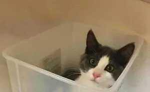 57 Completely Unserious Cat Posts Shared By This Page That Deserve A Place In Your Daily Scroll