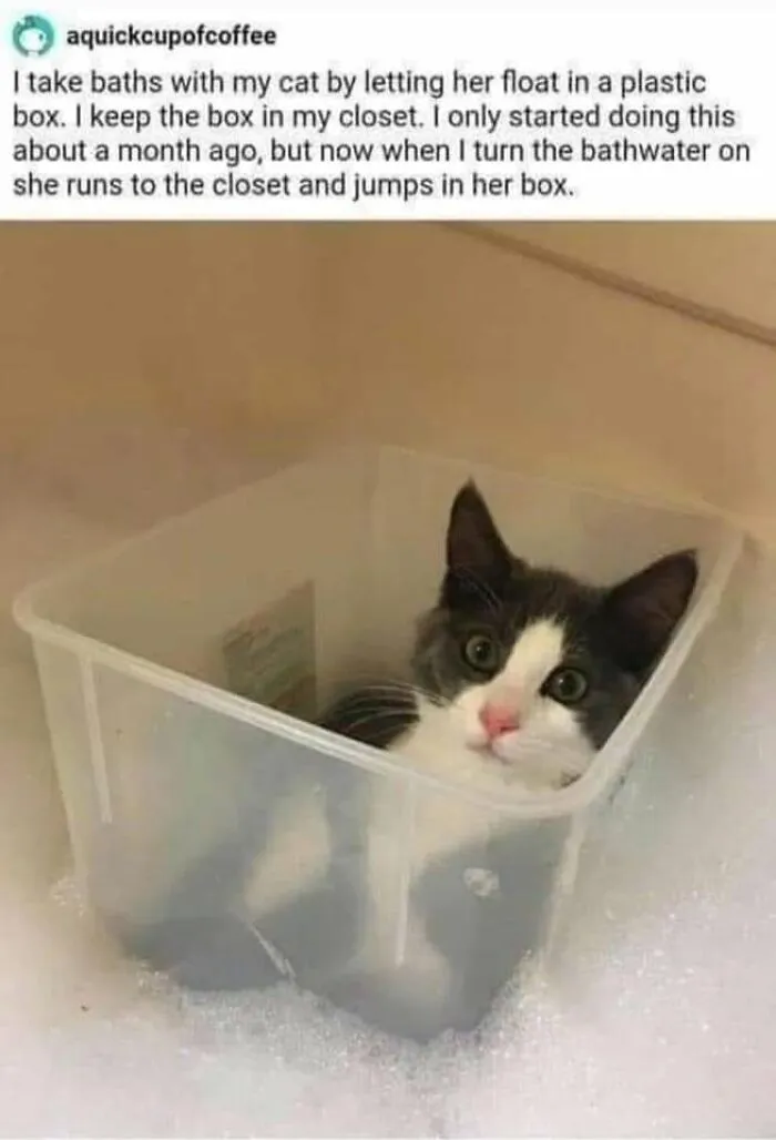 57 Completely Unserious Cat Posts Shared By This Page That Deserve A Place In Your Daily Scroll
