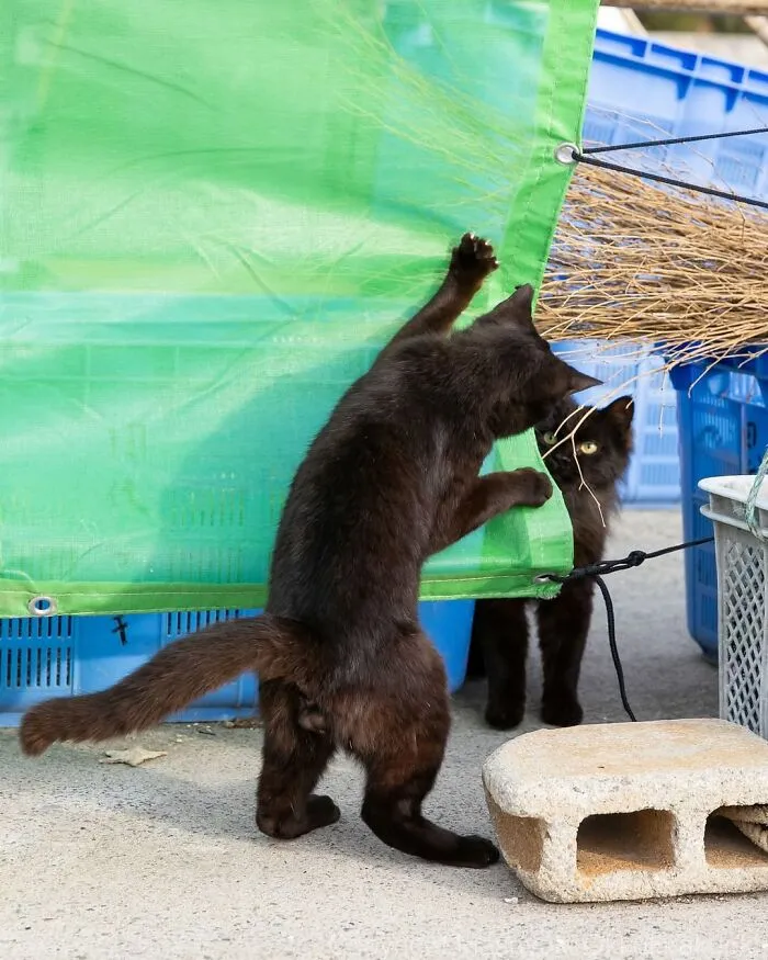 50 Black Cats Caught In Funny, Curious, And Unexpected Moments By Masayuki Oki