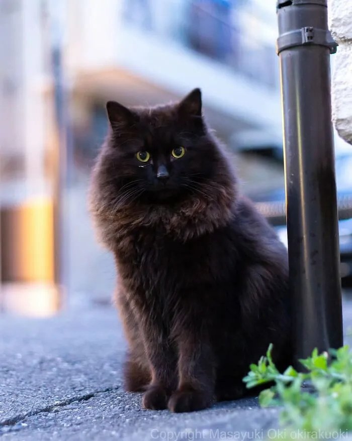 50 Black Cats Caught In Funny, Curious, And Unexpected Moments By Masayuki Oki