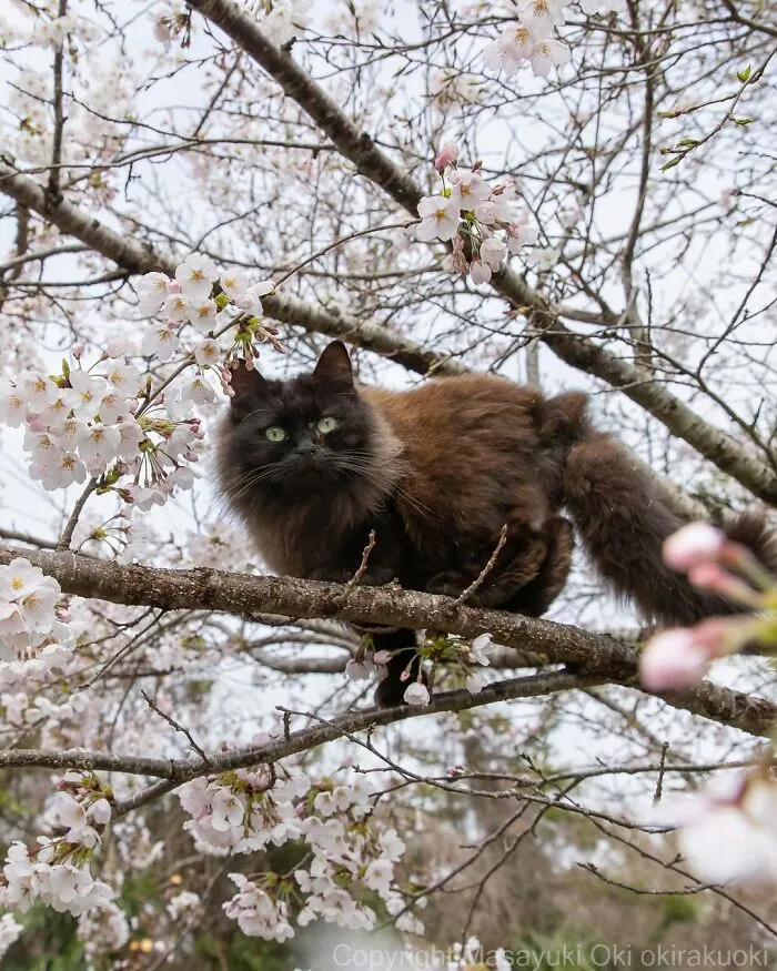 50 Black Cats Caught In Funny, Curious, And Unexpected Moments By Masayuki Oki