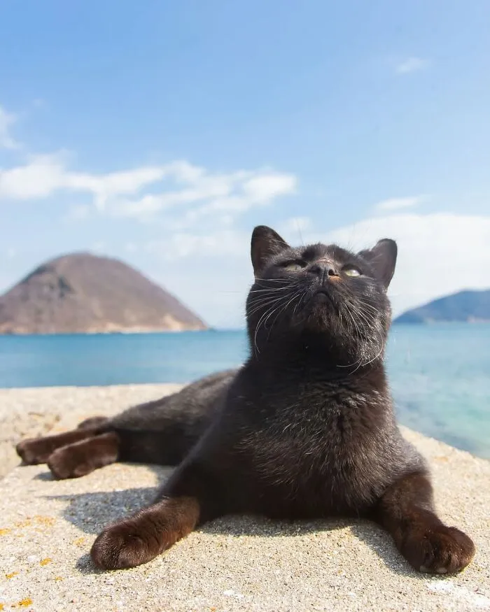 50 Black Cats Caught In Funny, Curious, And Unexpected Moments By Masayuki Oki