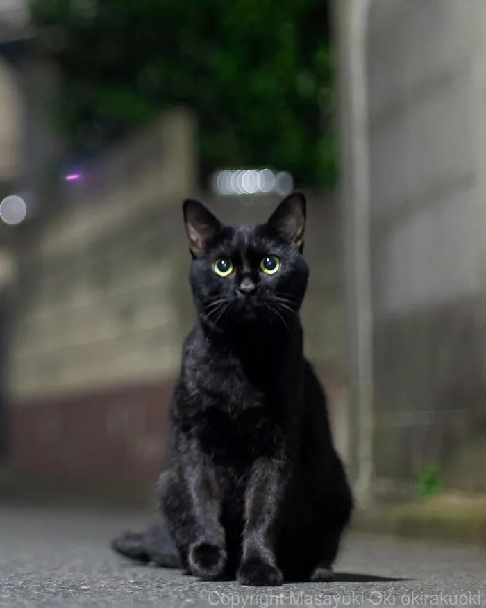 50 Black Cats Caught In Funny, Curious, And Unexpected Moments By Masayuki Oki