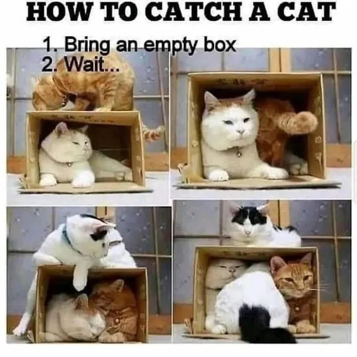57 Completely Unserious Cat Posts Shared By This Page That Deserve A Place In Your Daily Scroll