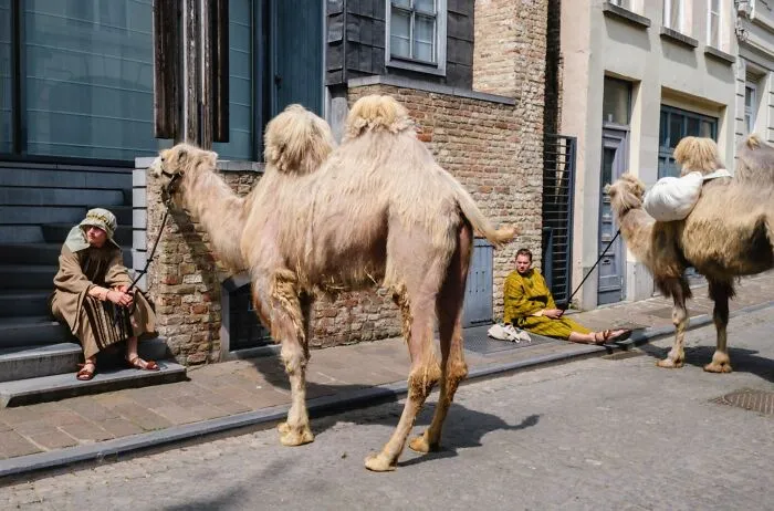 This Street Photographer Took 26 Pics Capturing Animals’ Odd And Hilarious Moments