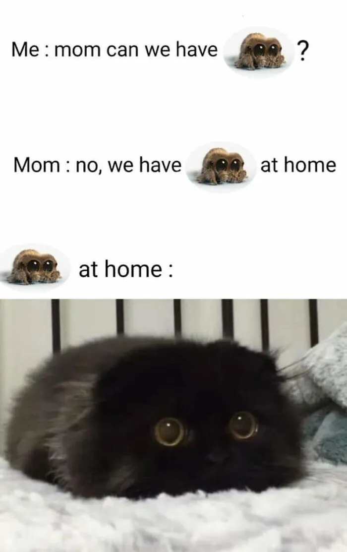 57 Completely Unserious Cat Posts Shared By This Page That Deserve A Place In Your Daily Scroll